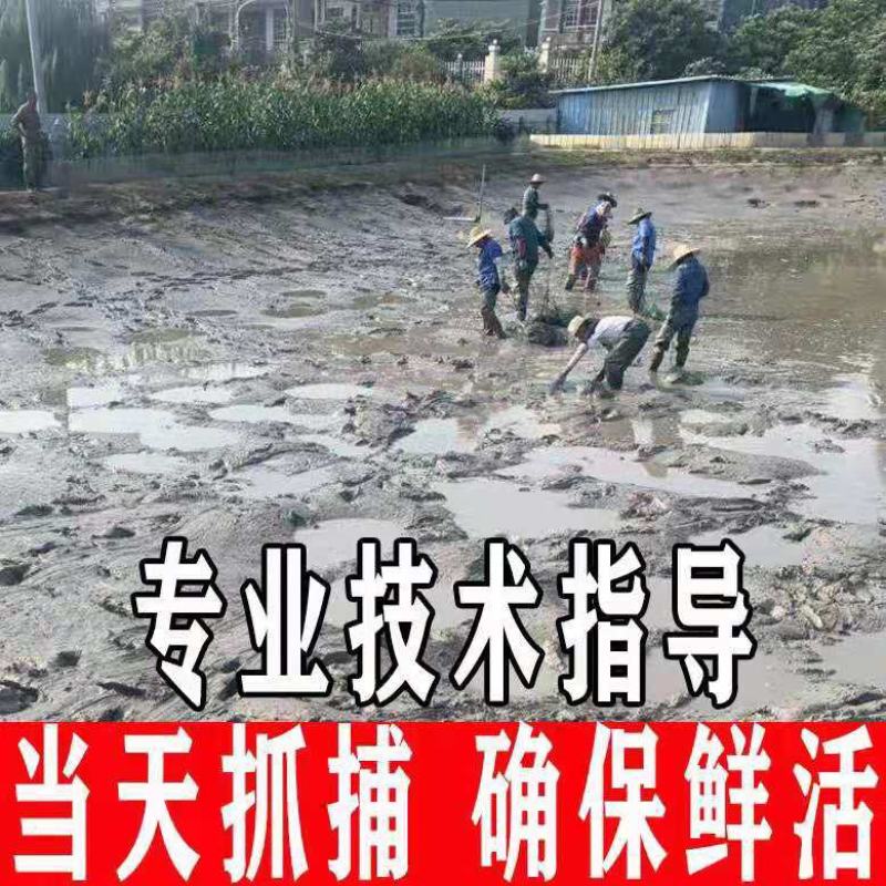 5-8两专供麻辣甲鱼，卤甲鱼，甲鱼苗，基地直供批发包邮