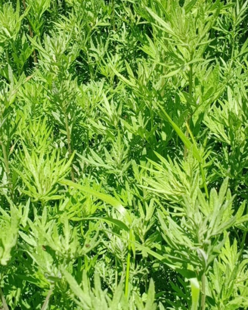 大山深处的野生鲜艾草全国包邮假一赔十