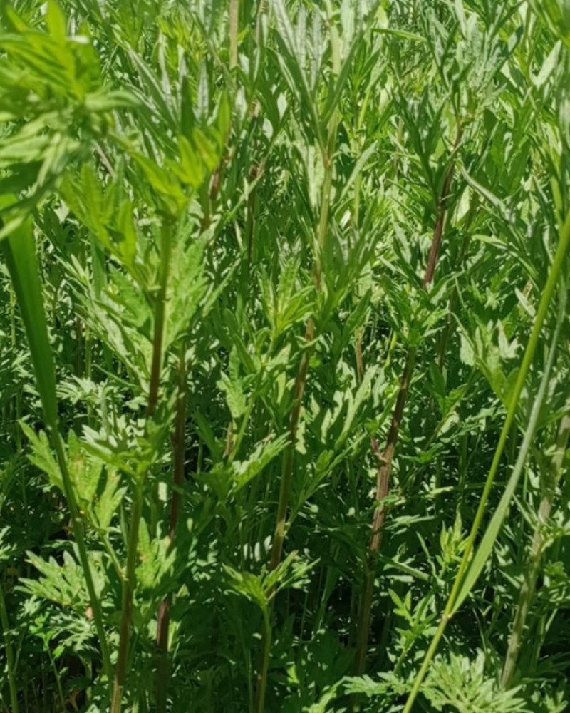 大山深处的野生鲜艾草全国包邮假一赔十