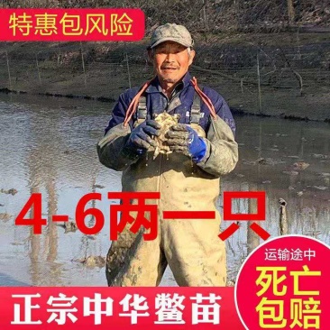 外塘中华鳖鱼，大量现货，支持全国发货，量大送货上门