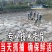 外塘中华鳖鱼，支持全国发货，量大从优，基地直供批发包邮