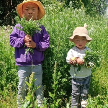 大山深处的野生鲜艾草全国包邮假一赔十