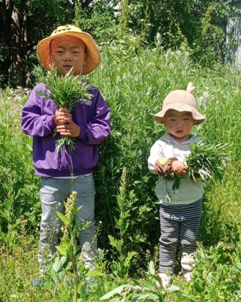 大山深处的野生鲜艾草全国包邮假一赔十