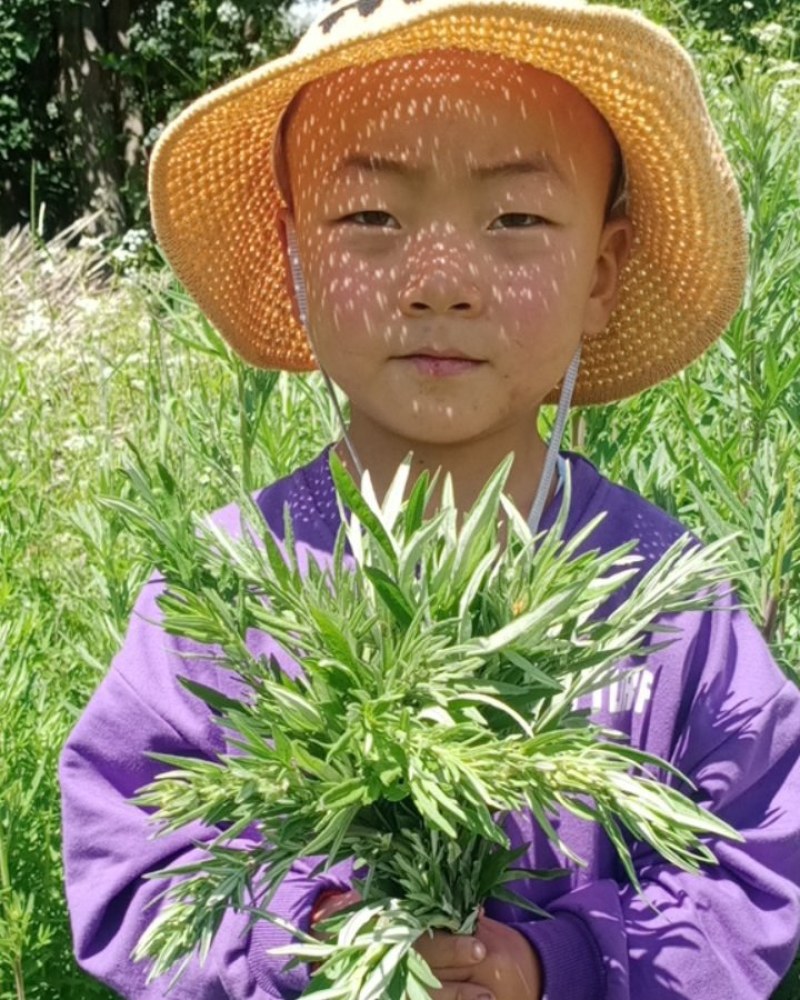 大山深处的野生鲜艾草全国包邮假一赔十