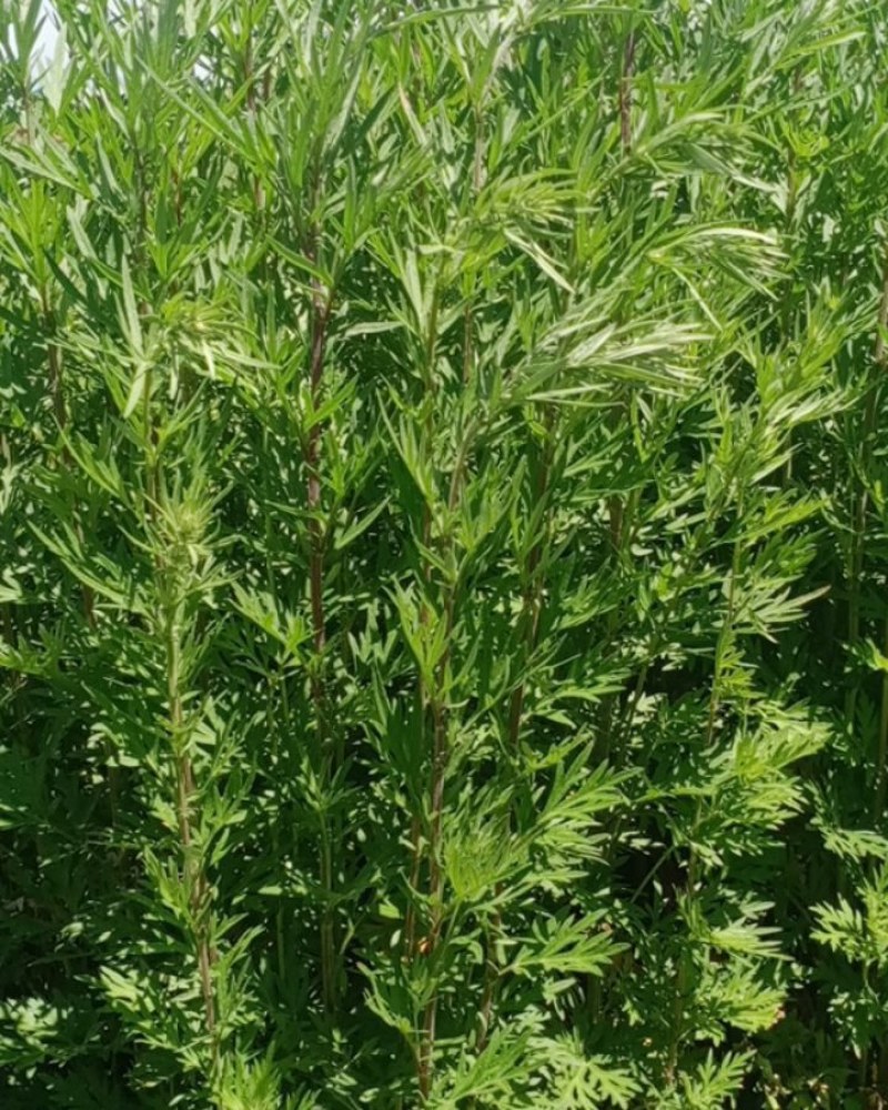 大山深处的野生鲜艾草全国包邮假一赔十