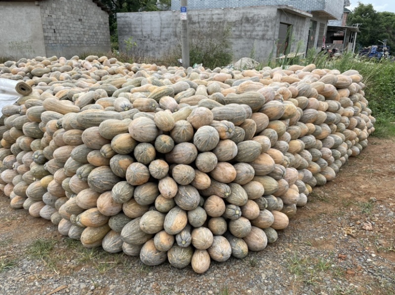 金韩密本南瓜，老金韩，个大，瓜靓