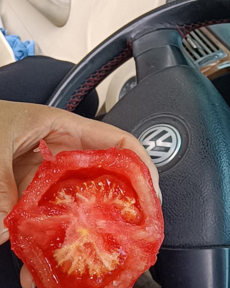 拱棚西红柿，头穗二穗。通货大量有货