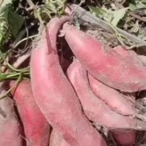 西瓜红通货需要联系我大量供应，产地直供，支持各种包装，品