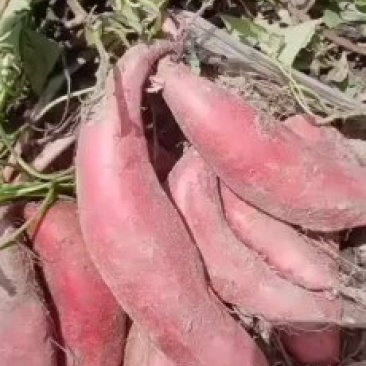 西瓜红产地红薯精品红薯大量供应，