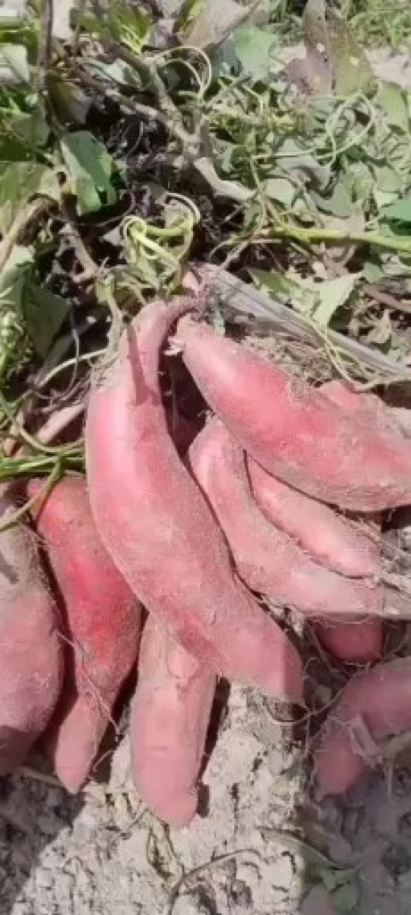 西瓜红产地红薯精品红薯大量供应，