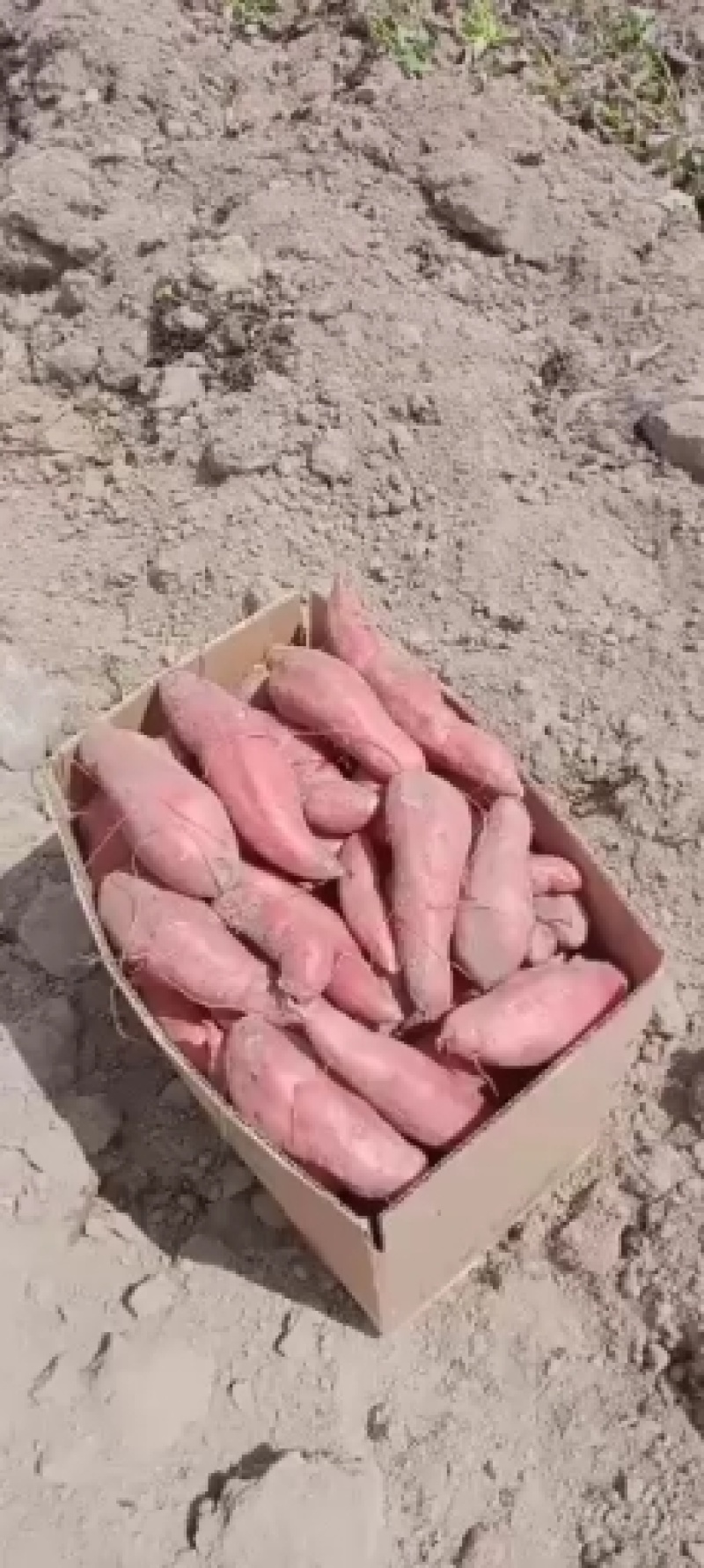 西瓜红产地红薯精品红薯大量供应，