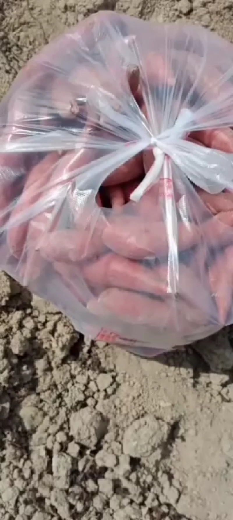 西瓜红产地红薯精品红薯大量供应，