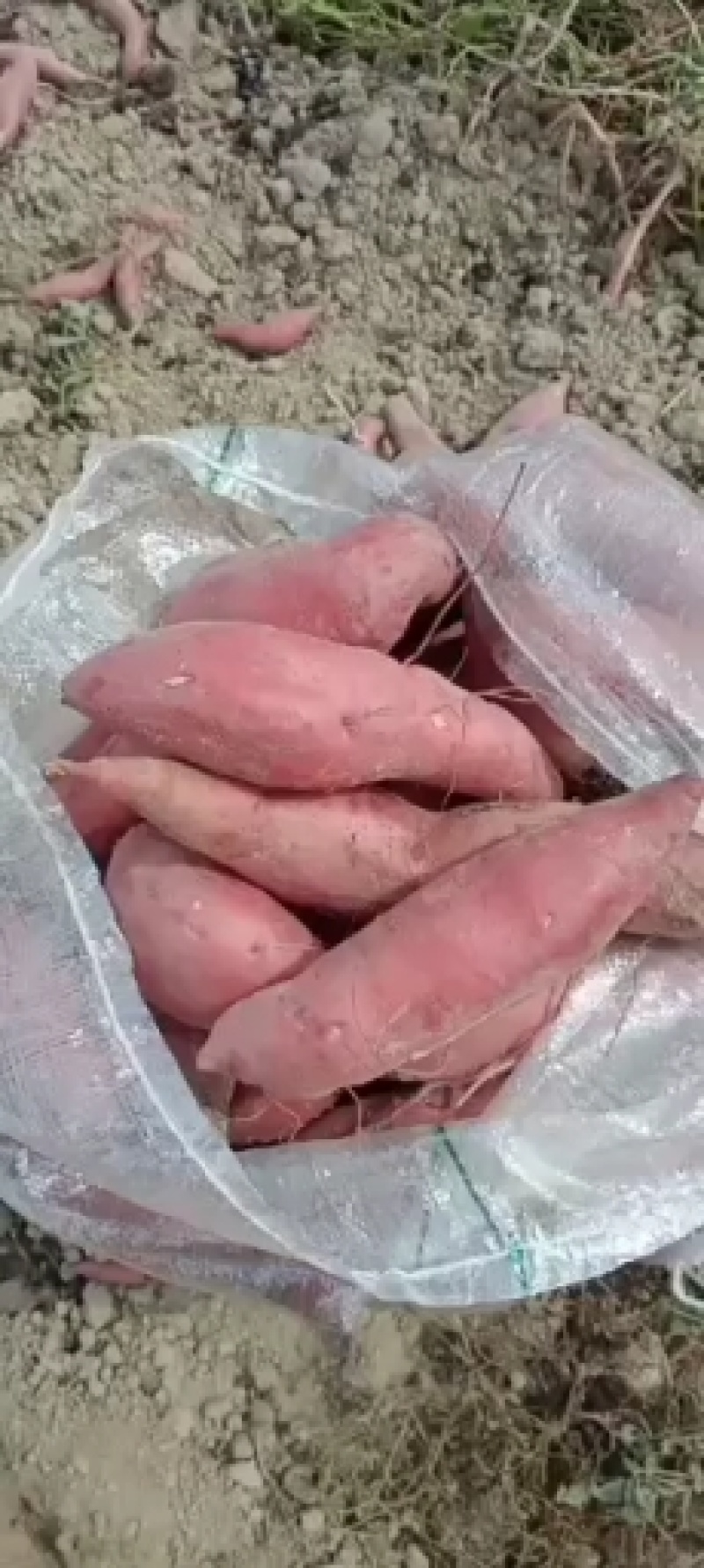 西瓜红产地红薯精品红薯大量供应，