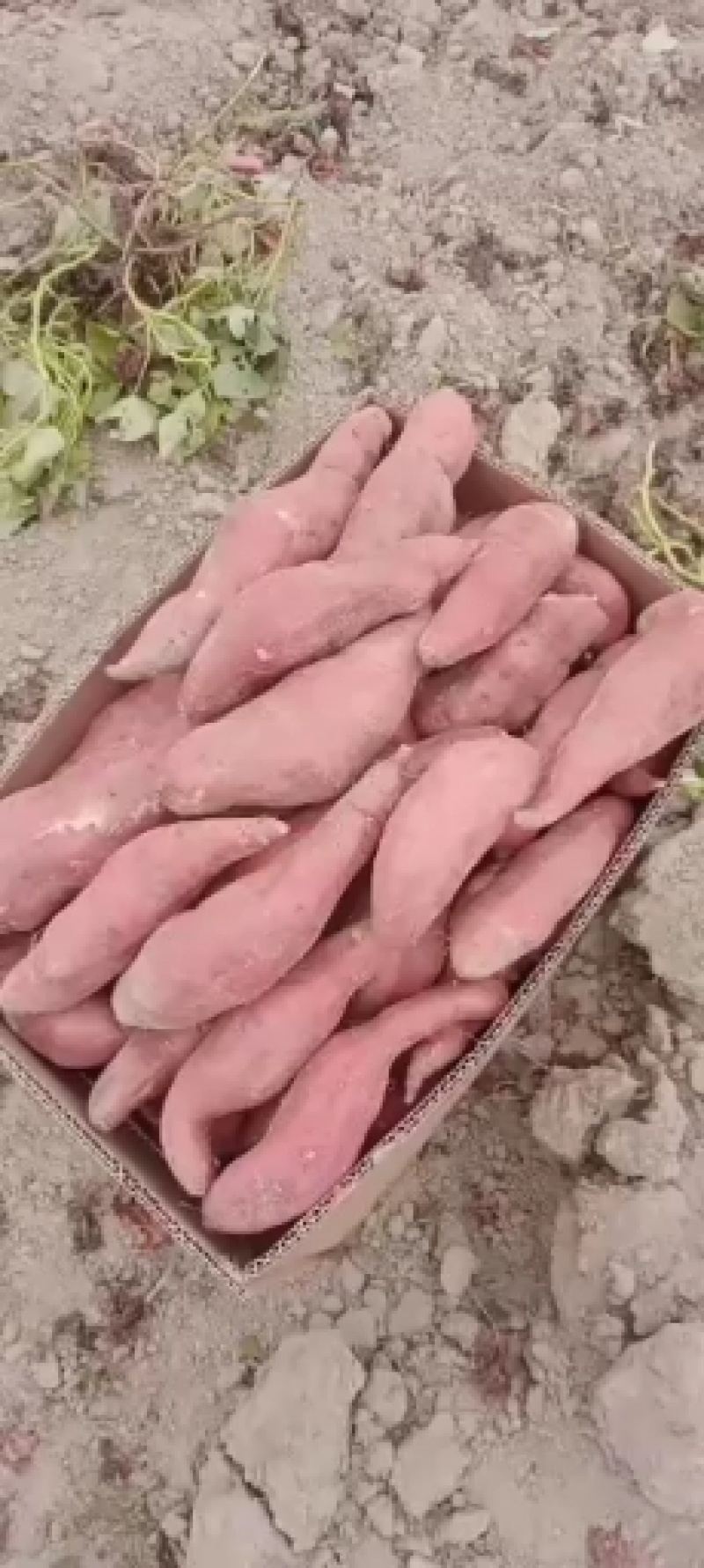 西瓜红产地红薯精品红薯大量供应，