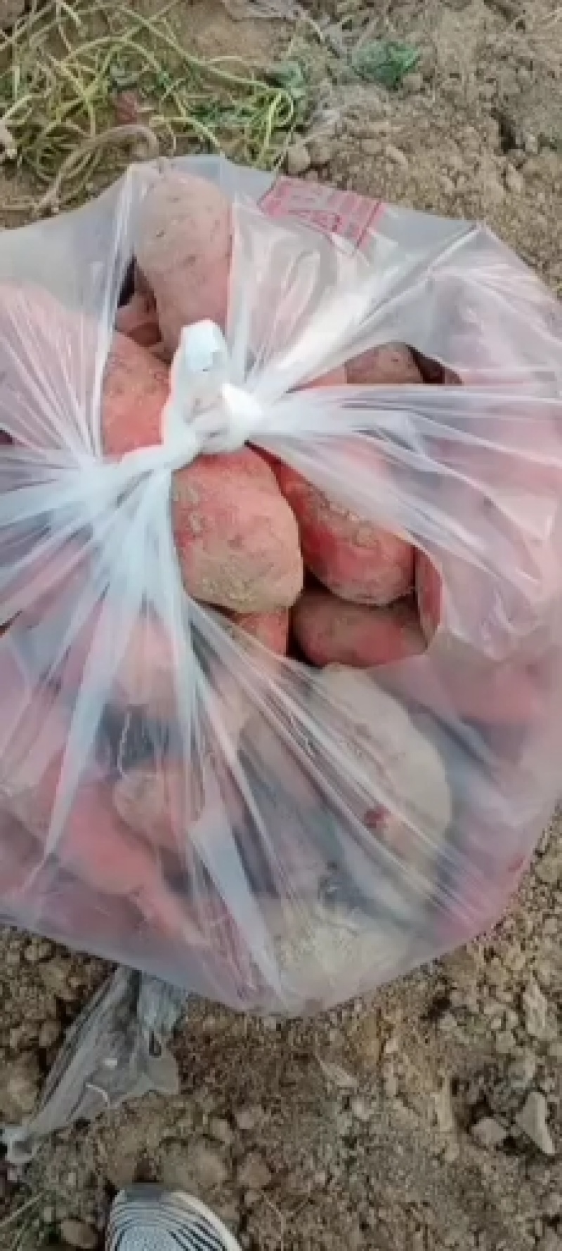 西瓜红产地红薯精品红薯大量供应，