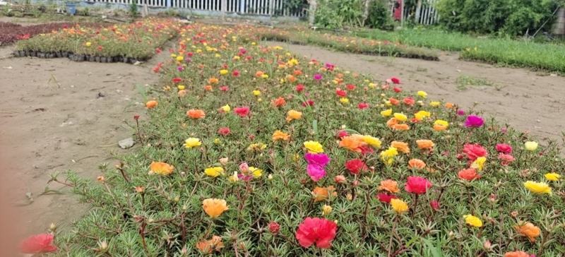 太阳花大花多色重瓣半枝莲基地大量供应