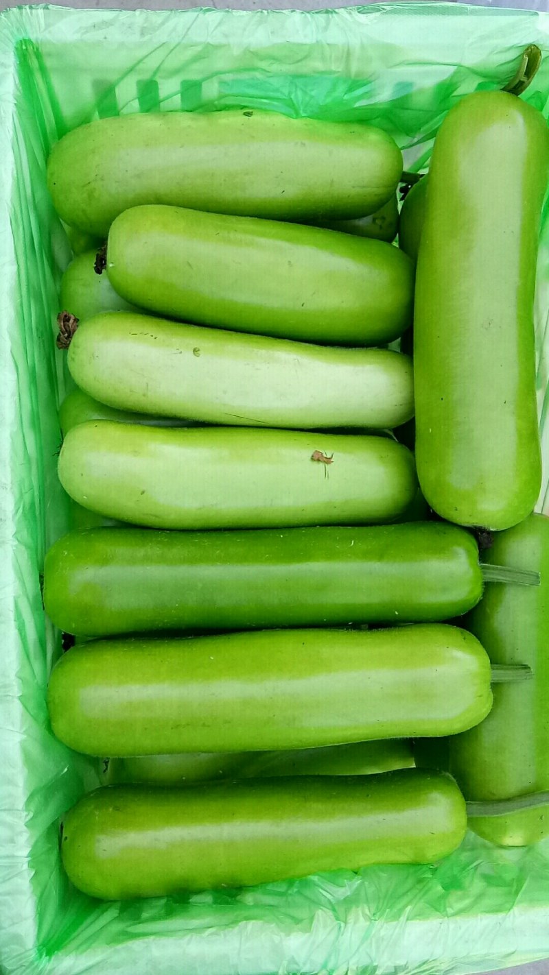 精品瓠子大棚瓠子，甜瓠子！