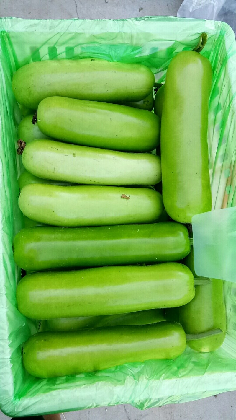 精品瓠子大棚瓠子，甜瓠子！