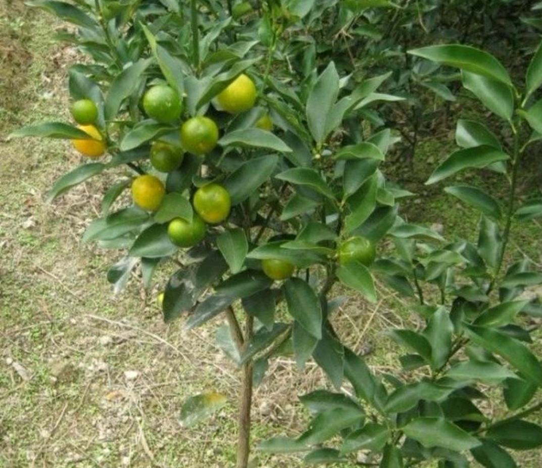 沙糖桔果园实景,展示成熟的沙糖桔挂果情况 沙糖桔果园实景