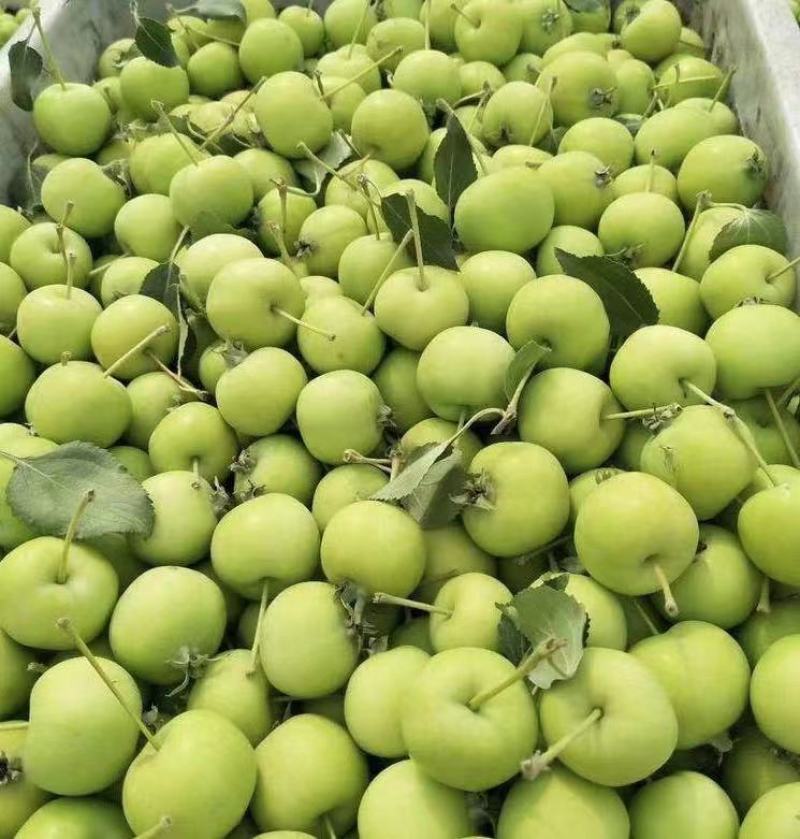 大量销售青果