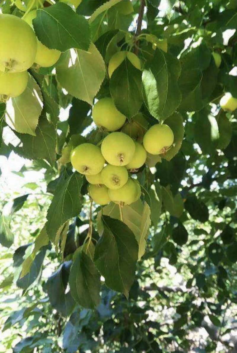 大量销售青果
