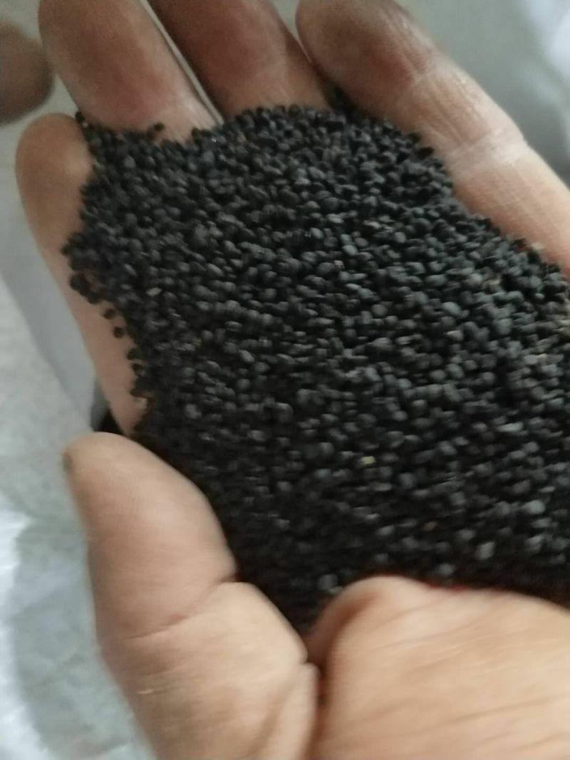 2022纯新黄芩种子发芽率高种植简单免费指导上门收购成品