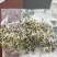 2022纯新黄芩种子发芽率高种植简单免费指导上门收购成品
