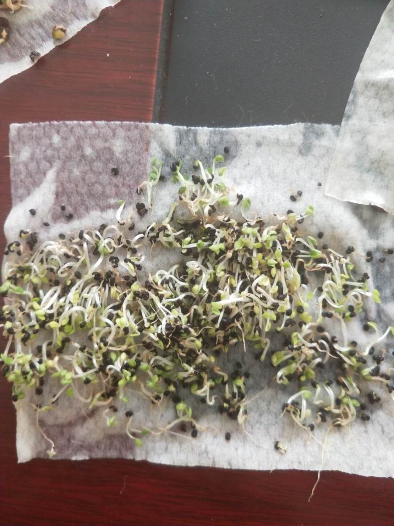 2022纯新黄芩种子发芽率高种植简单免费指导上门收购成品