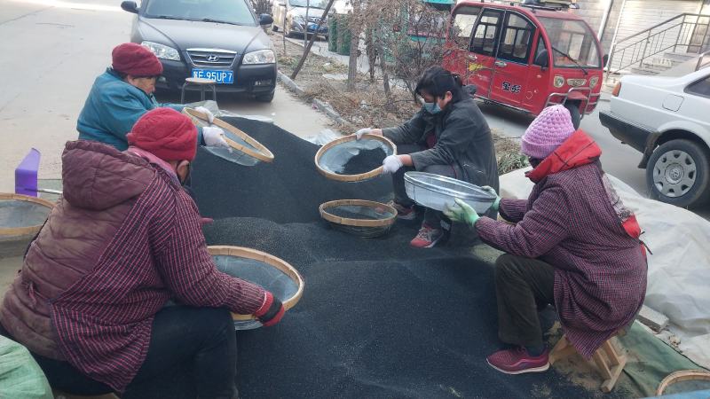 2022纯新黄芩种子发芽率高种植简单免费指导上门收购成品