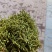 河北，一公斤起批金银花，货干头大一手货源价格低