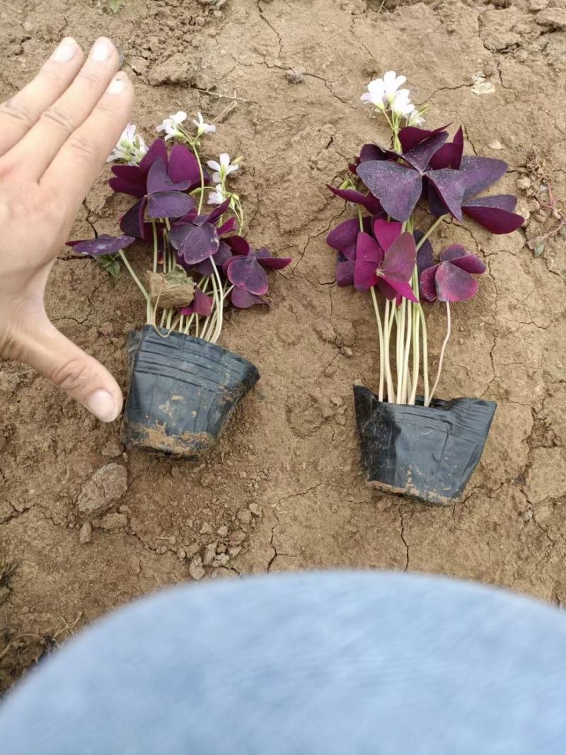 紫叶炸浆草醡浆草大小杯都有苗圃直发，价低品质好