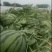 睢宁魏集京欣西瓜皮薄肉厚大红瓤黑子欢迎各位零售老板订购