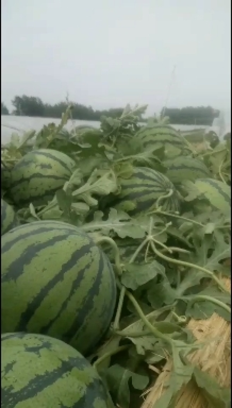 睢宁魏集京欣西瓜皮薄肉厚大红瓤黑子欢迎各位零售老板订购