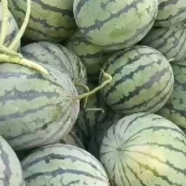 睢宁魏集京欣西瓜皮薄肉厚大红瓤黑子欢迎各位零售老板订购