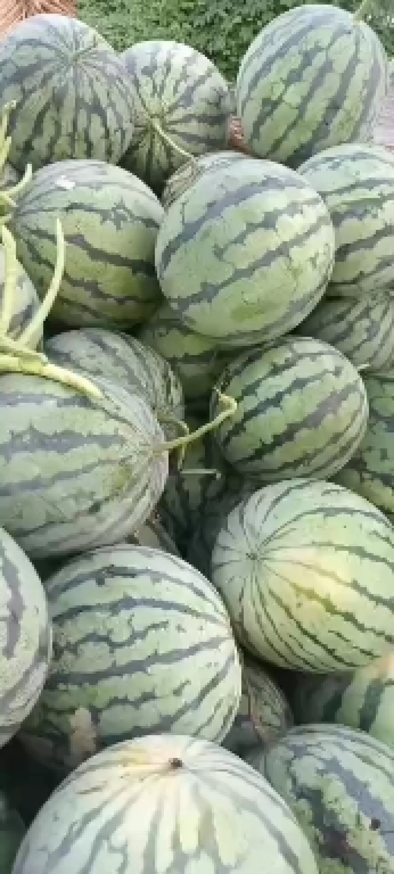 睢宁魏集京欣西瓜皮薄肉厚大红瓤黑子欢迎各位零售老板订购