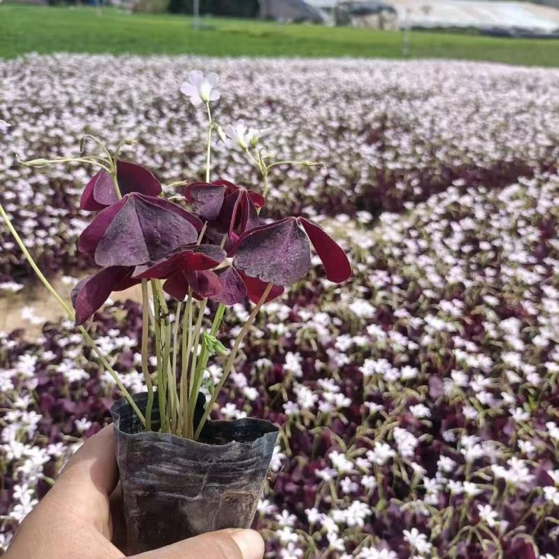 紫叶炸浆草醡浆草大小杯都有苗圃直发，价低品质好