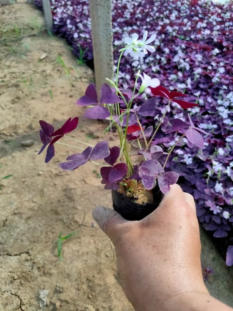 紫叶炸浆草醡浆草大小杯都有苗圃直发，价低品质好