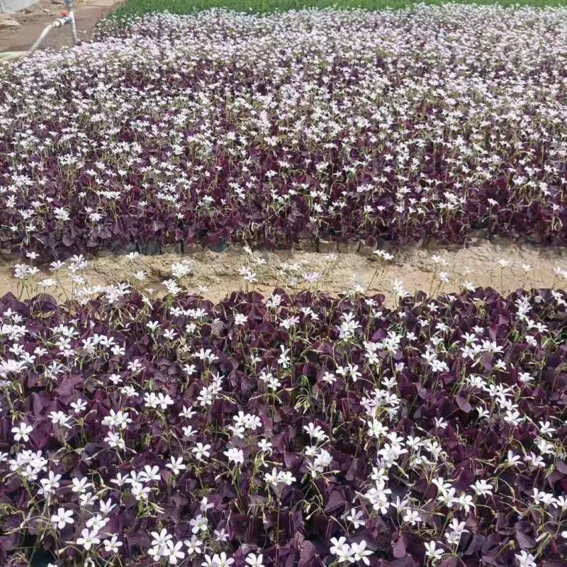 紫叶炸浆草醡浆草大小杯都有苗圃直发，价低品质好