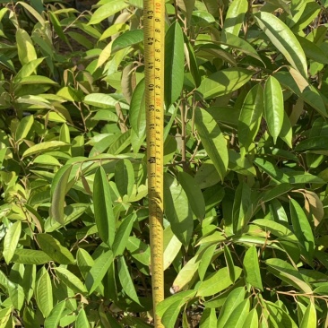 猫山榴莲，金枕榴莲，黑刺榴莲，