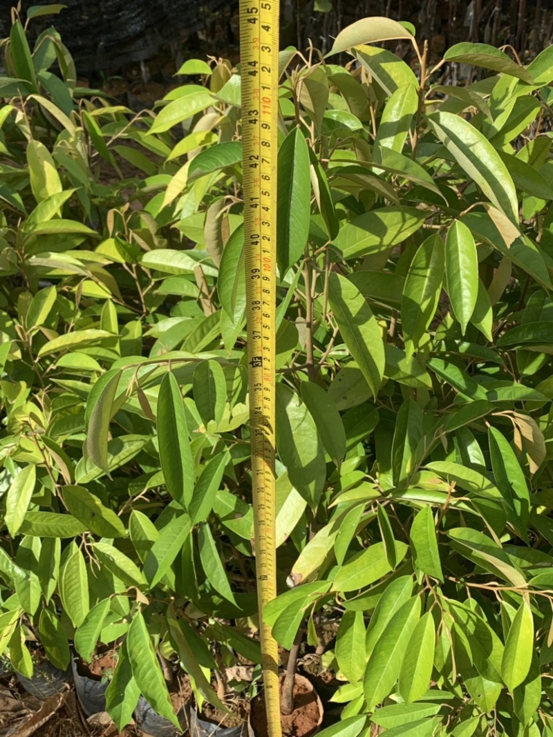 猫山榴莲，金枕榴莲，黑刺榴莲，