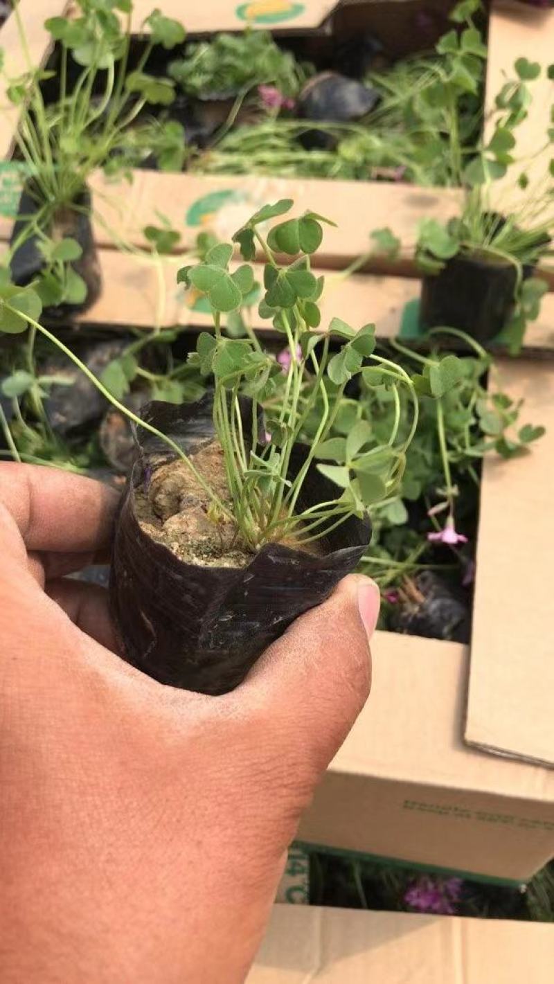 炸浆草红花炸浆草紫叶炸浆草需要的欢迎询价