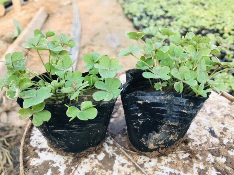 炸浆草红花炸浆草紫叶炸浆草需要的欢迎询价