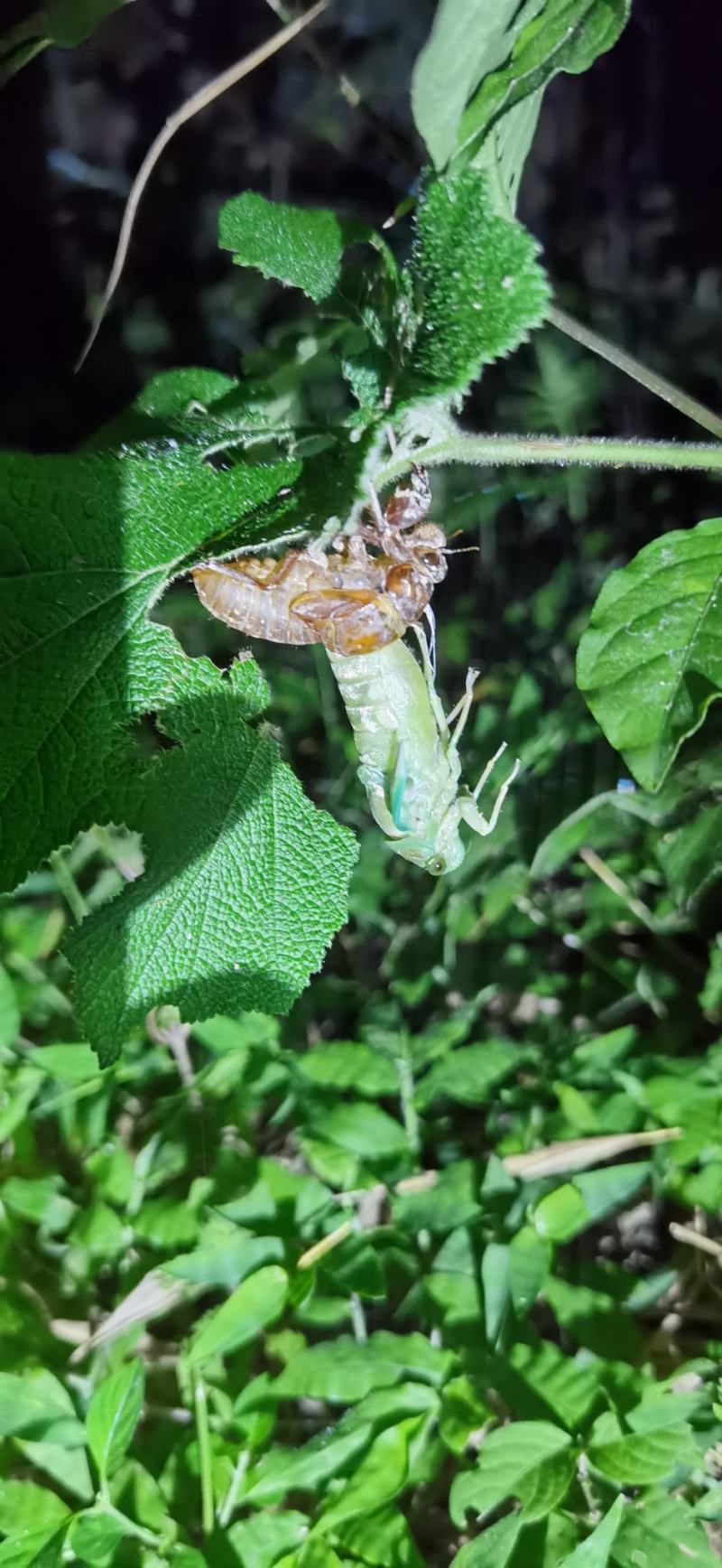 竹林金蝉知了猴新货