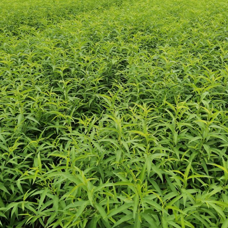 毛桃小苗，毛桃苗，毛桃芽苗，嫁接各种桃子苗