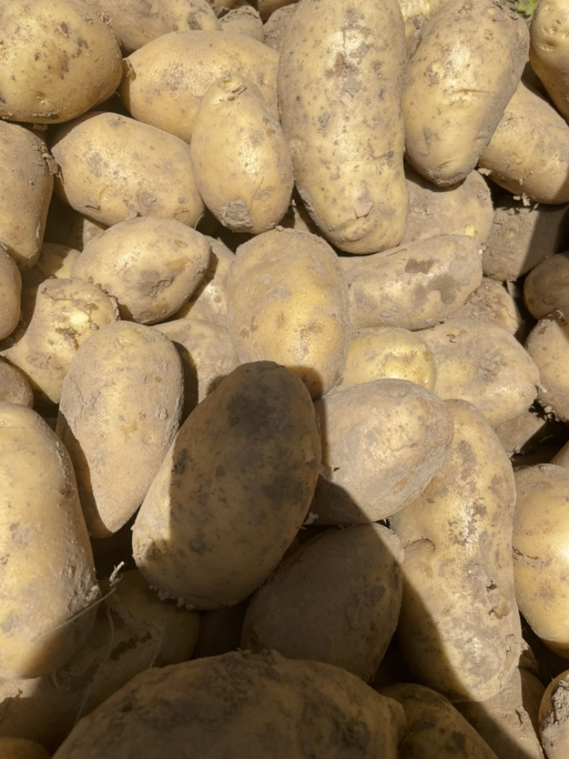 希森土豆光滑无虫眼不掉皮质量保证货源充足全国发货