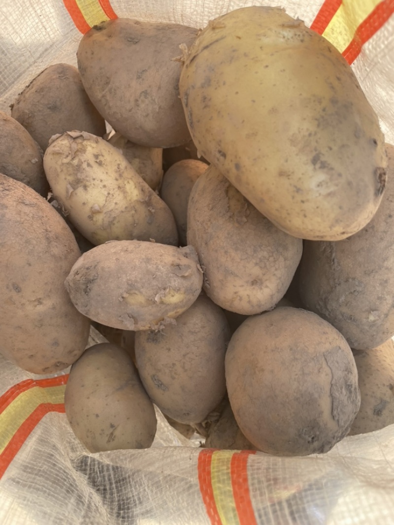 希森土豆光滑无虫眼不掉皮质量保证货源充足全国发货