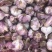 产地直销！云南红皮大蒜、红香蒜大量上市，量大优惠