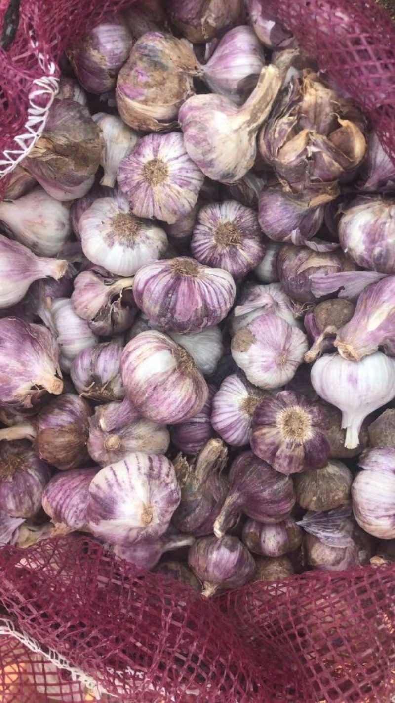 产地直销！云南红皮大蒜、红香蒜大量上市，量大优惠