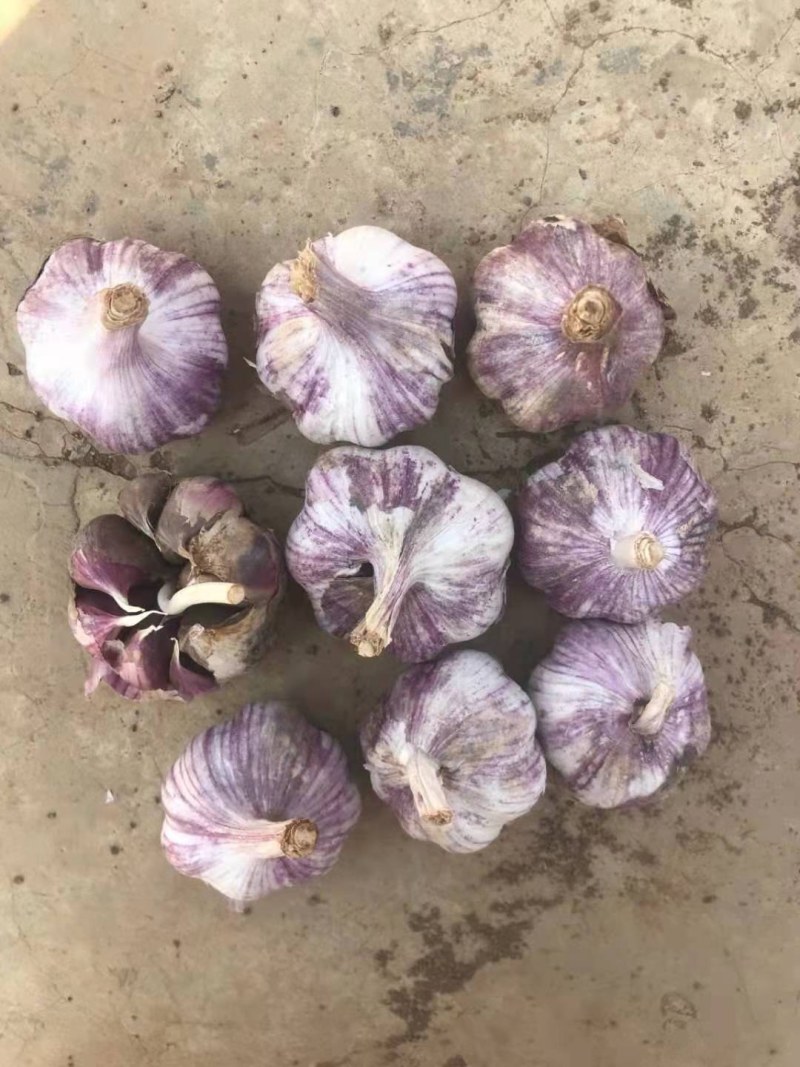 产地直销！云南红皮大蒜、红香蒜大量上市，量大优惠