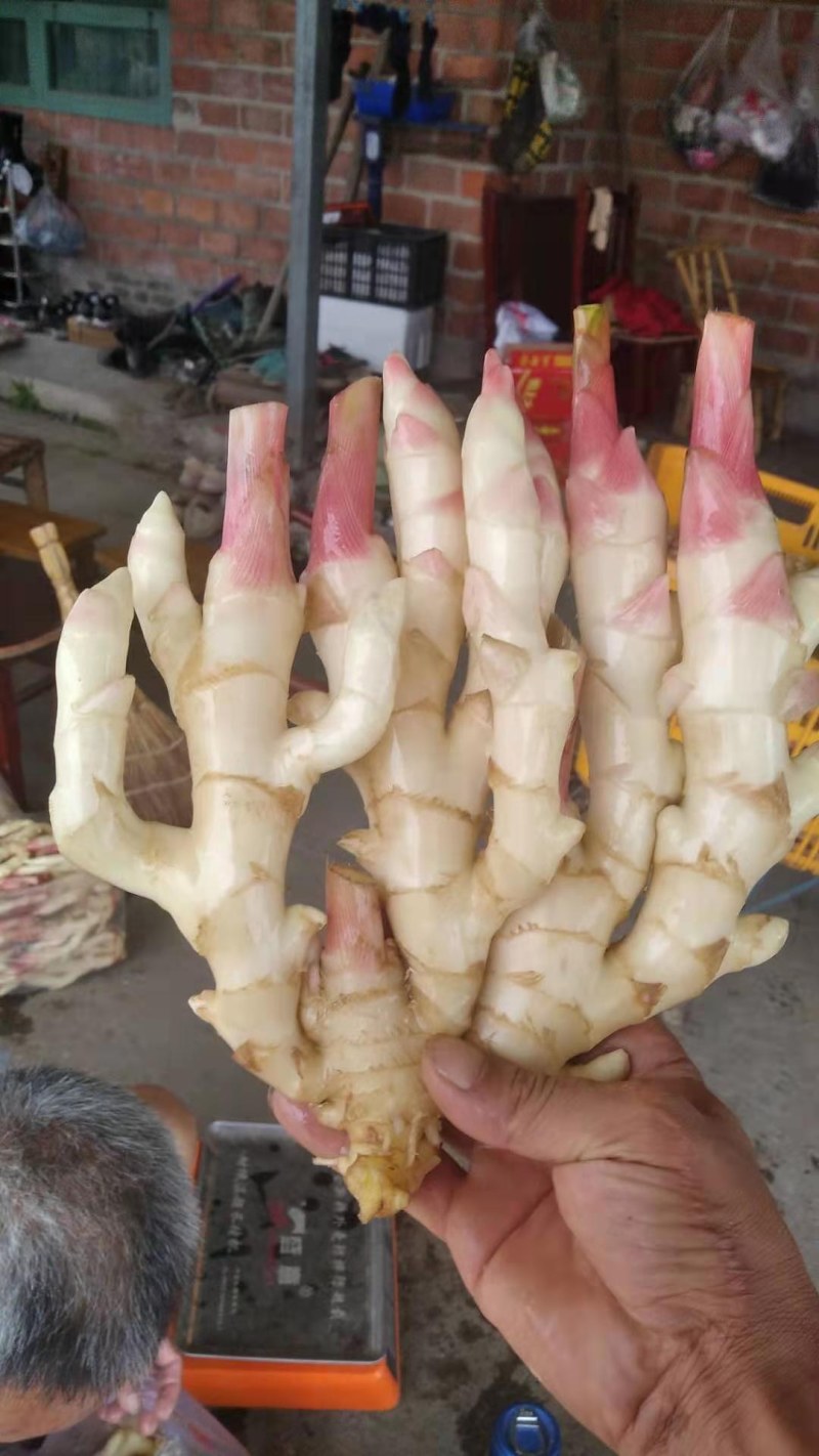 精品仔姜，产地直供，色鲜形美！脆嫩味香！